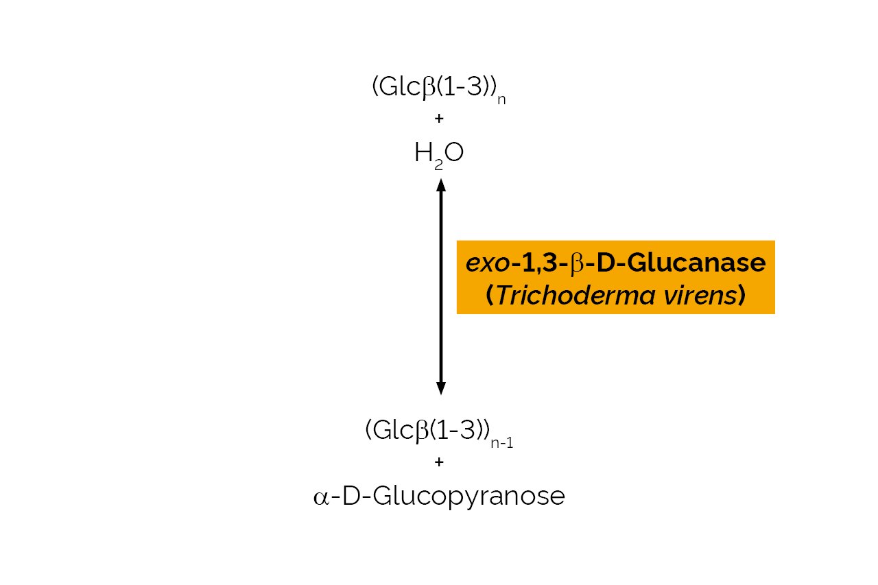 exo-1,3-beta-D-Glucanase (Trichoderma virens) (E-EXBGTV) Scheme exo-1,3-beta-D-Glucanase (Trichoderma virens) (E-EXBGTV) Scheme