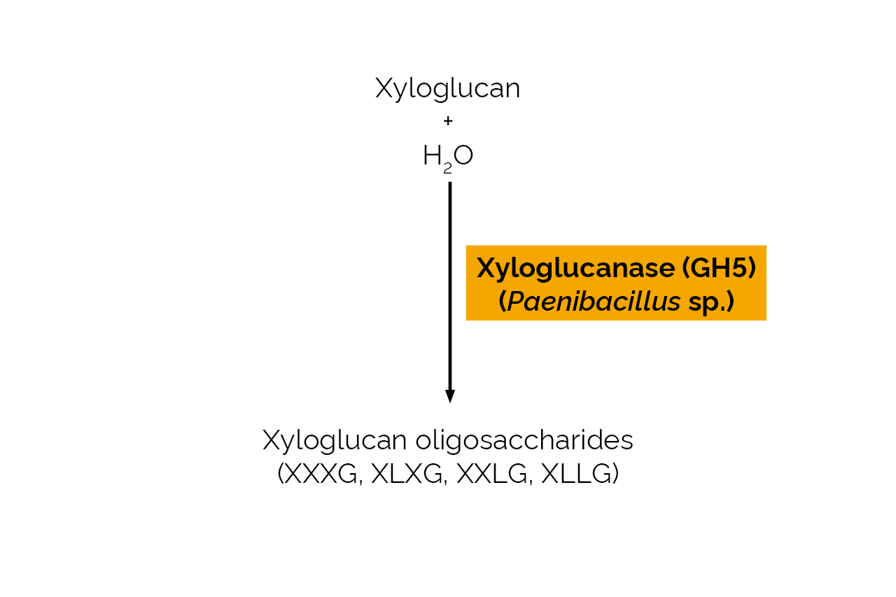 Xyloglucanase (GH5) (Paenibacillus sp) (E-XEGP) Scheme Xyloglucanase (GH5) (Paenibacillus sp) (E-XEGP) Scheme