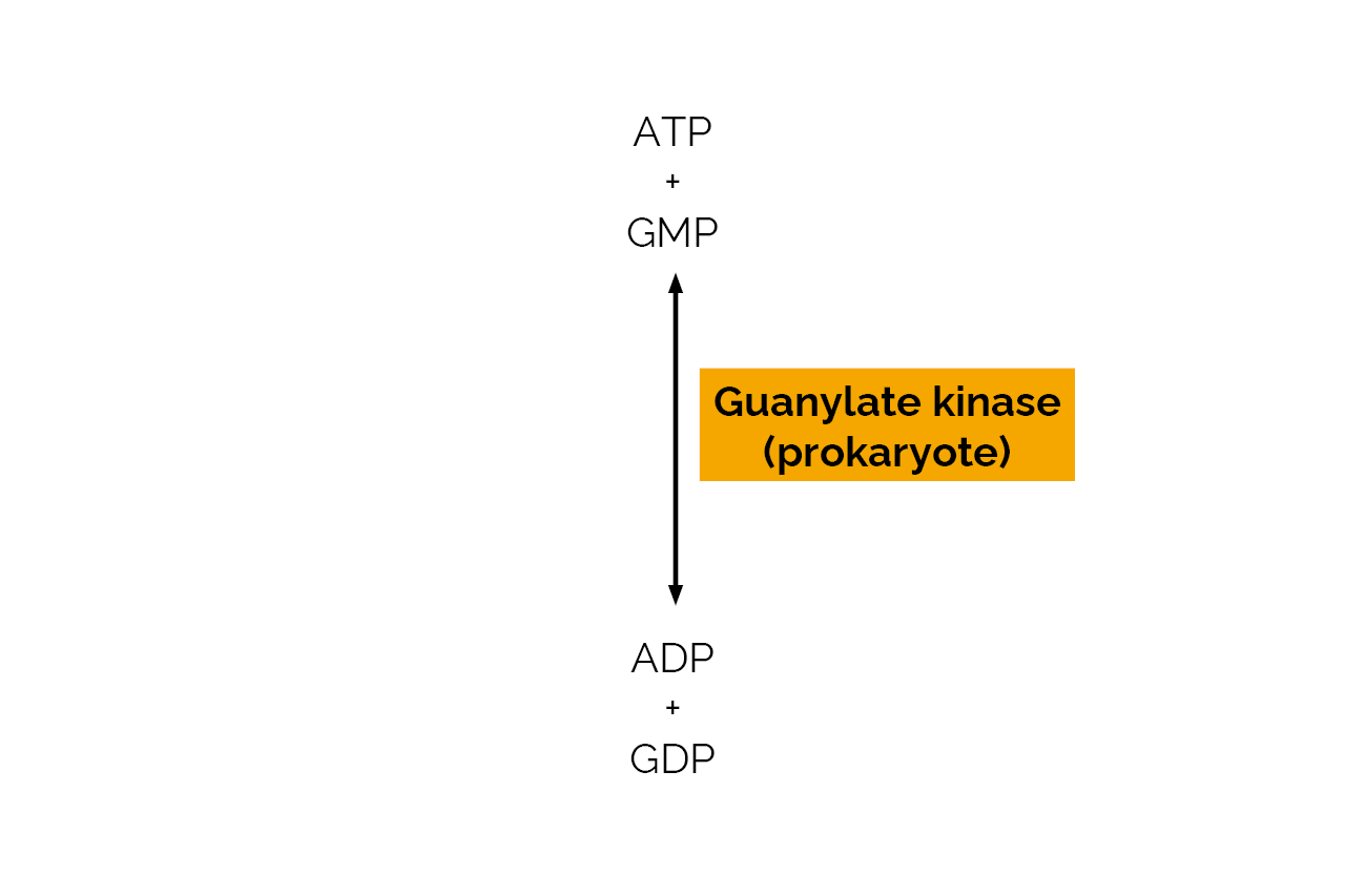 Guanylate kinase (prokaryote) (E-GMPK) Scheme