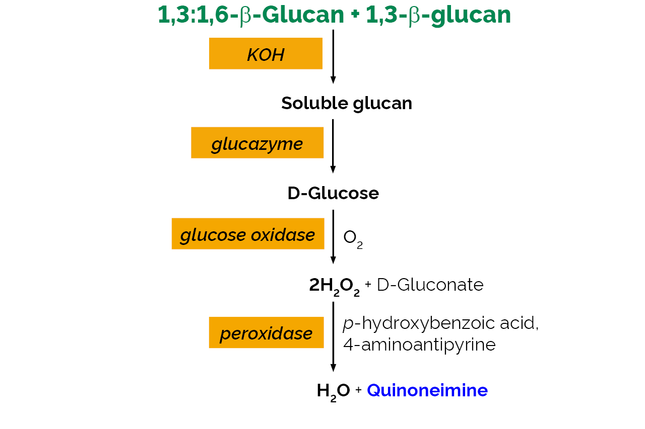 Enzymatic Yeast Beta-Glucan Assay Kit (K-EBHLG) Scheme Enzymatic Yeast Beta-Glucan Assay Kit (K-EBHLG) Scheme