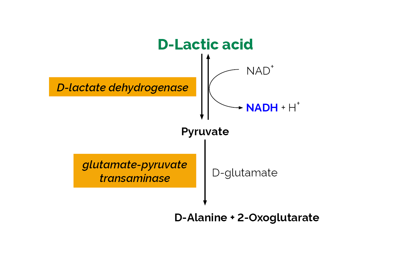 D-Lactic Acid (D-Lactate) (Rapid) Assay Kit (K-DATE) Scheme