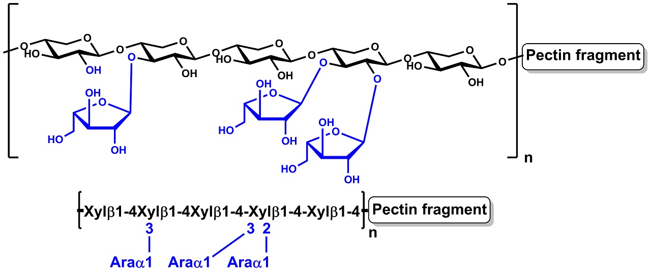 Arabinoxylan (Wheat Flour Insoluble) (P-WAXYI)