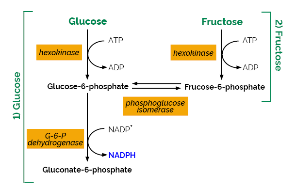 Scheme-K-FRUGL FRUGL Megazyme