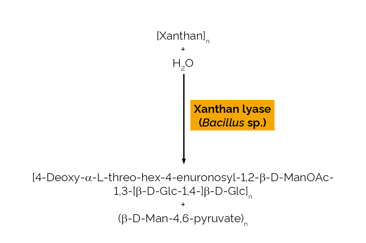 Xanthan lyase (Bacillus sp) (E-XANLB) Scheme