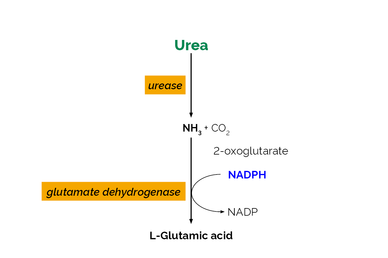 Urea/Ammonia Assay Kit (Rapid) (K-URAMR) Scheme Urea/Ammonia Assay Kit (Rapid) (K-URAMR) Scheme