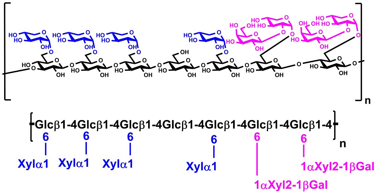 Xyloglucan (Tamarind) (P-XYGLN) Xyloglucan (Tamarind) (P-XYGLN)
