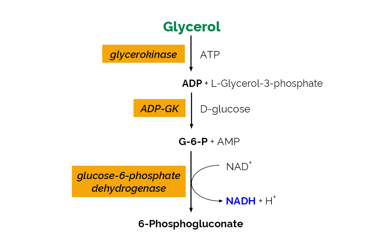 Glycerol GK Assay Kit (K-GCROLGK) Scheme