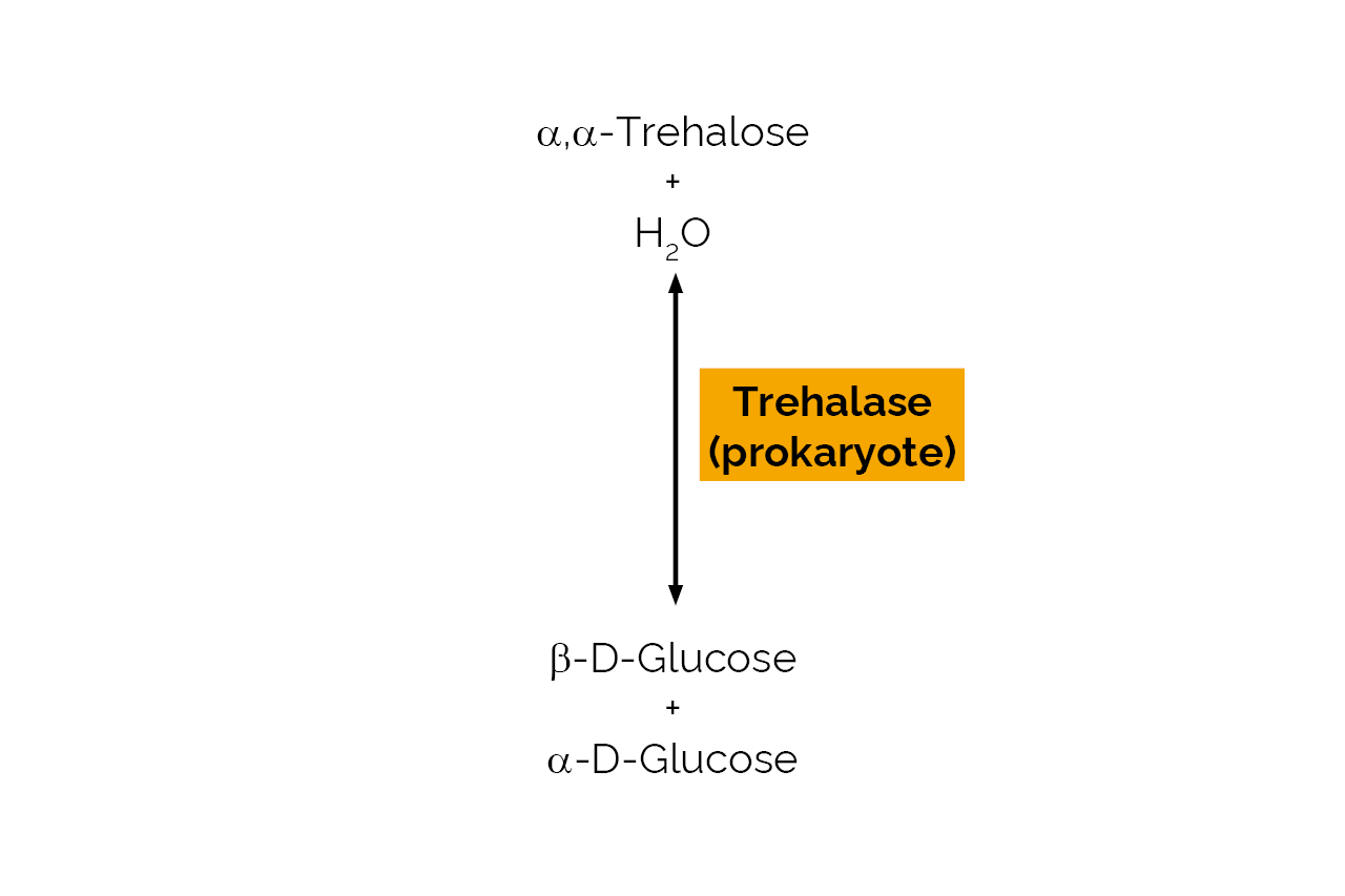 Trehalase (prokaryote) (E-TREH) Scheme Trehalase (prokaryote) (E-TREH) Scheme