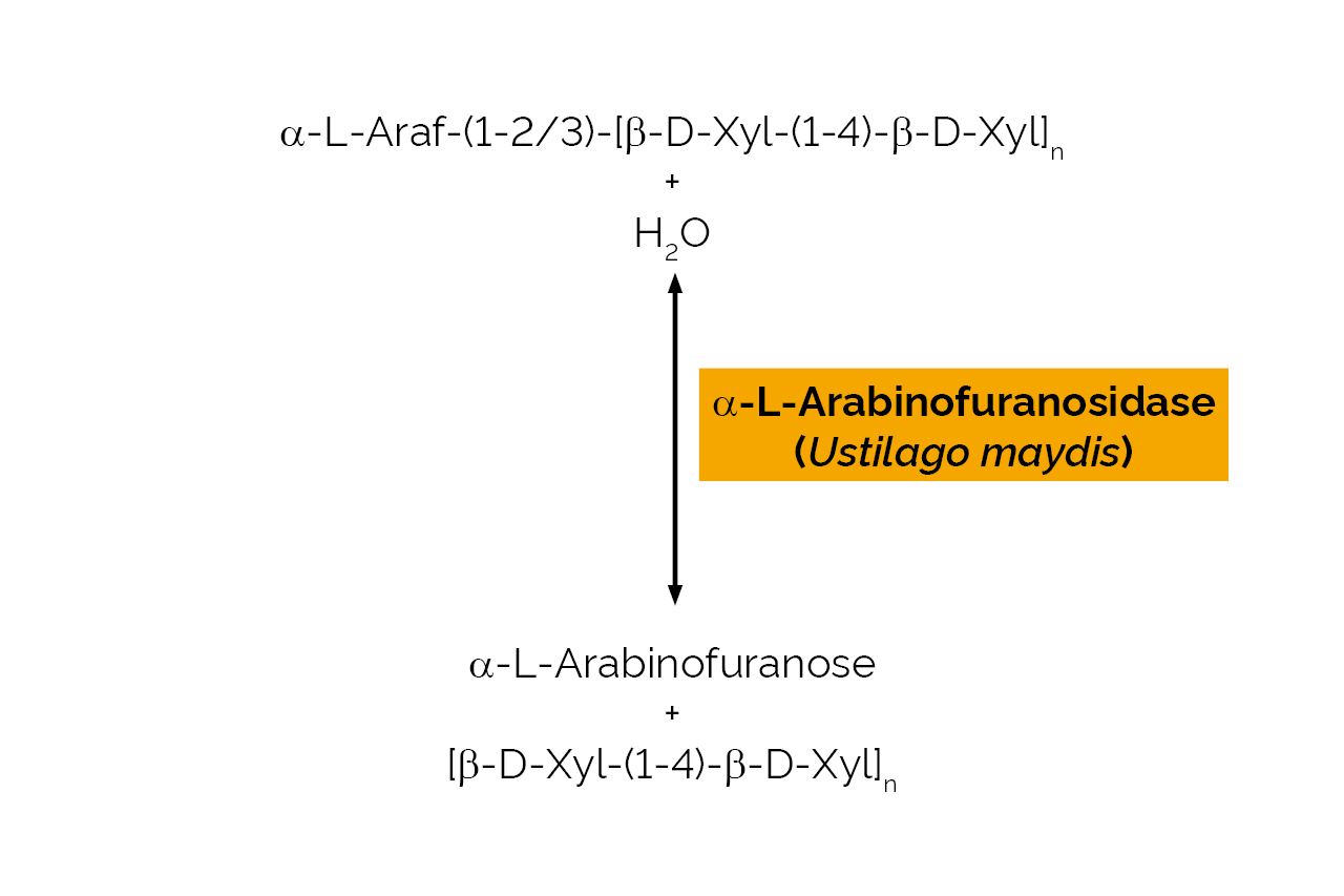 Alpha-L-Arabinofuranosidase (Ustilago maydis) (E-ABFUM) Scheme Alpha-L-Arabinofuranosidase (Ustilago maydis) (E-ABFUM) Scheme