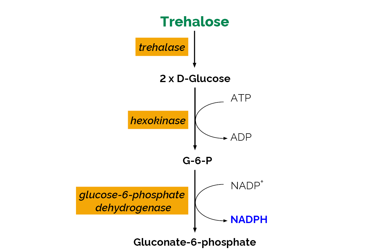 Trehalose Assay Kit (K-TREH) Scheme Trehalose Assay Kit (K-TREH) Scheme