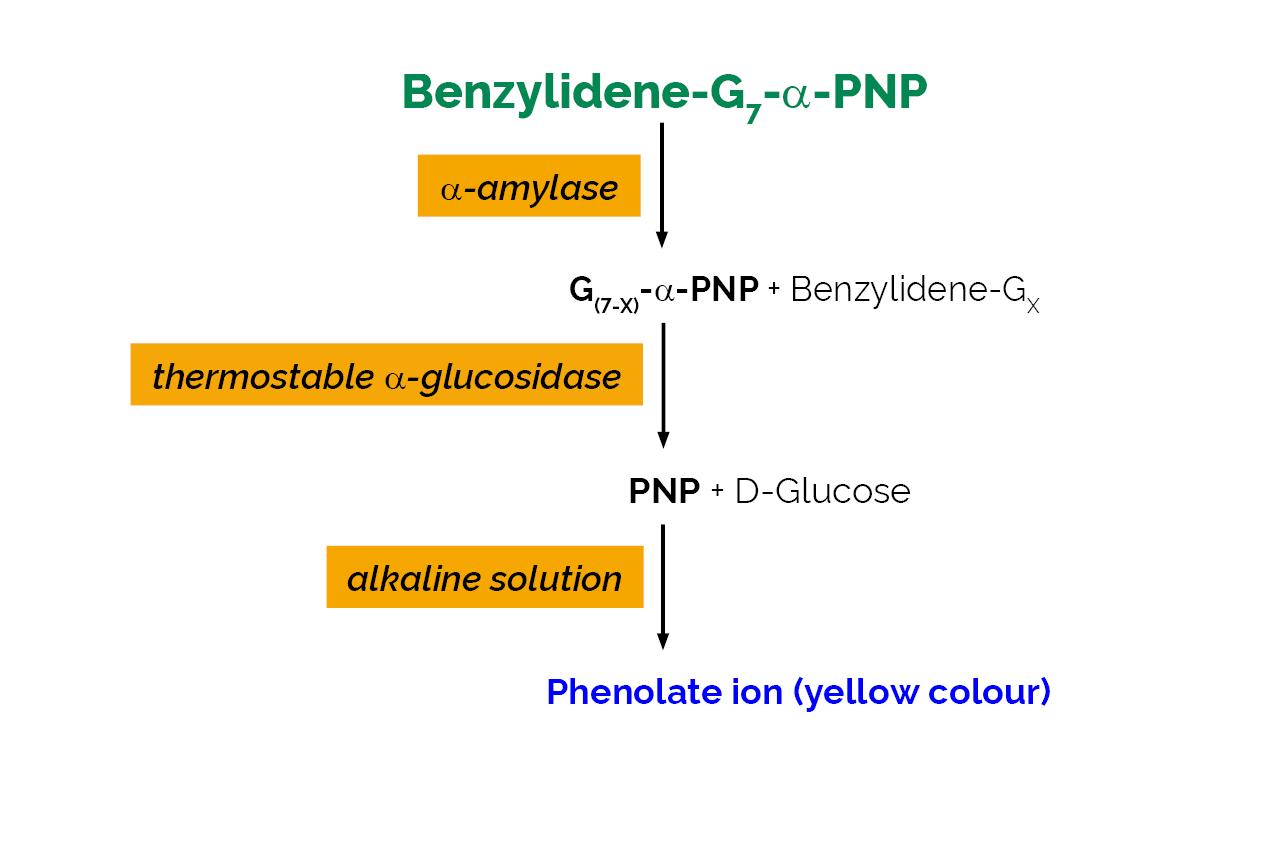 Alpha-Amylase Assay Kit (Ceralpha Method) (K-CERA) Scheme