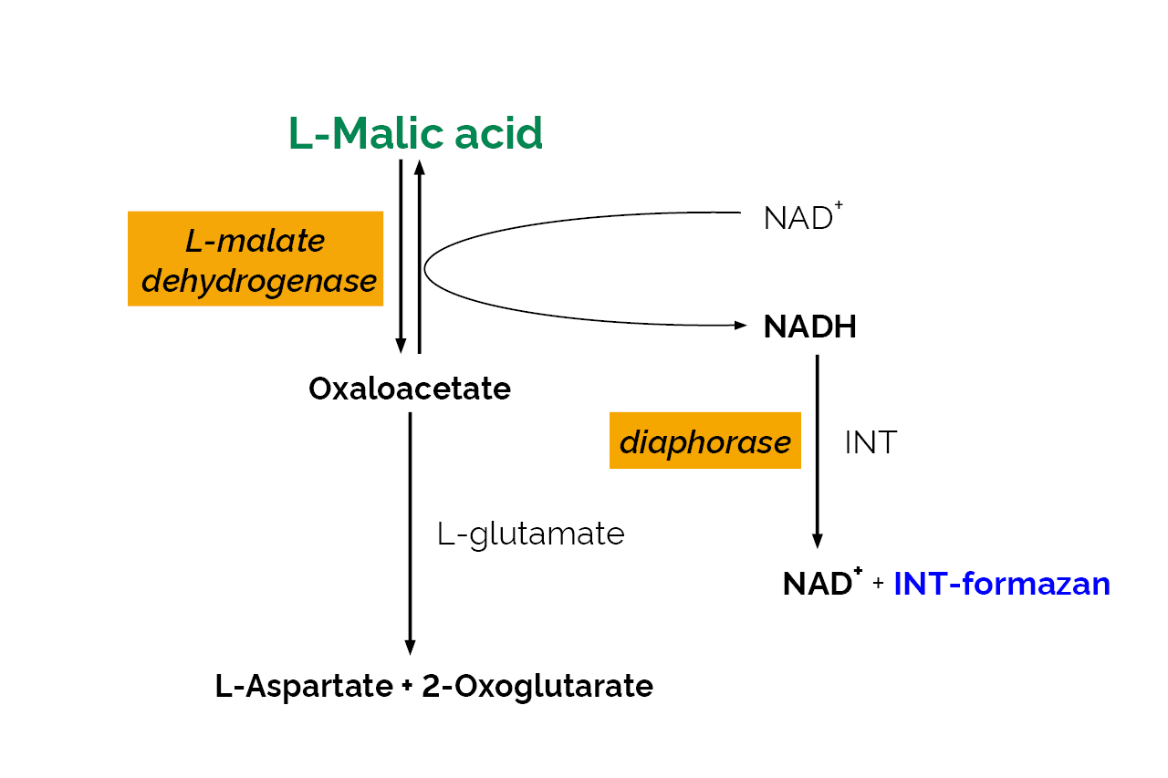 L-Malic Acid Assay Kit (MegaQuant™ Format) (K-LMALMQ) Scheme