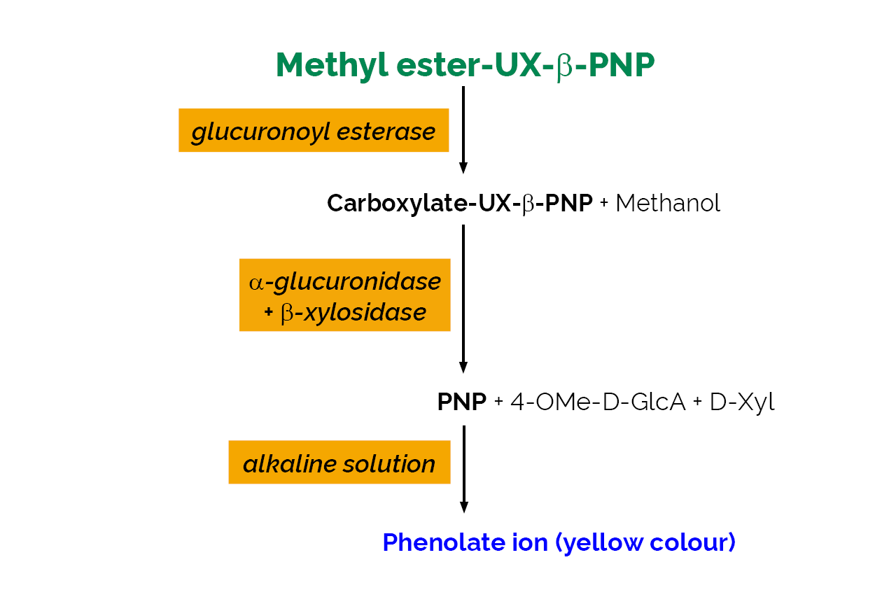 Glucuronoyl Esterase Assay Kit (K-GEUX3) Scheme