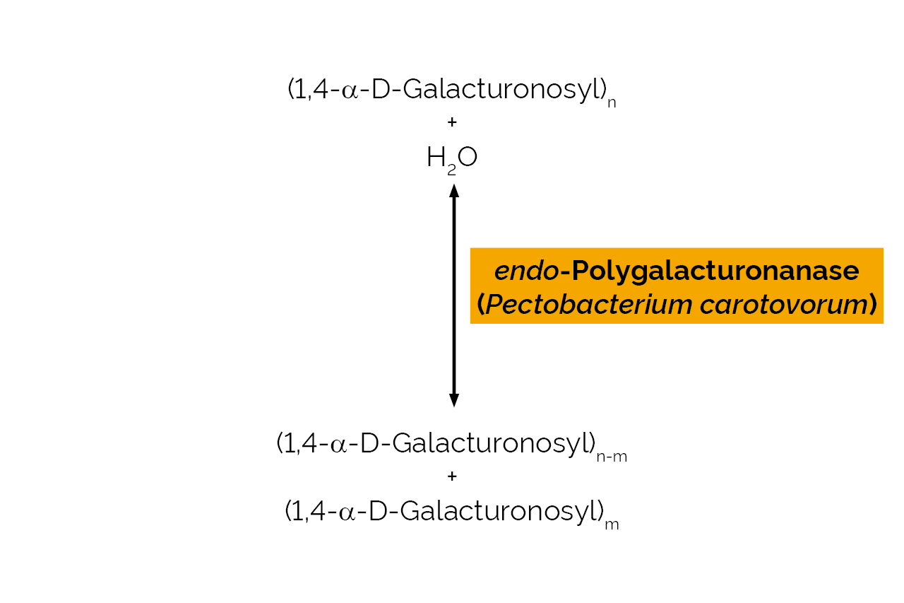 endo-Polygalacturonanase (Pectobacterium carotovorum) (E-PGALPC) Scheme