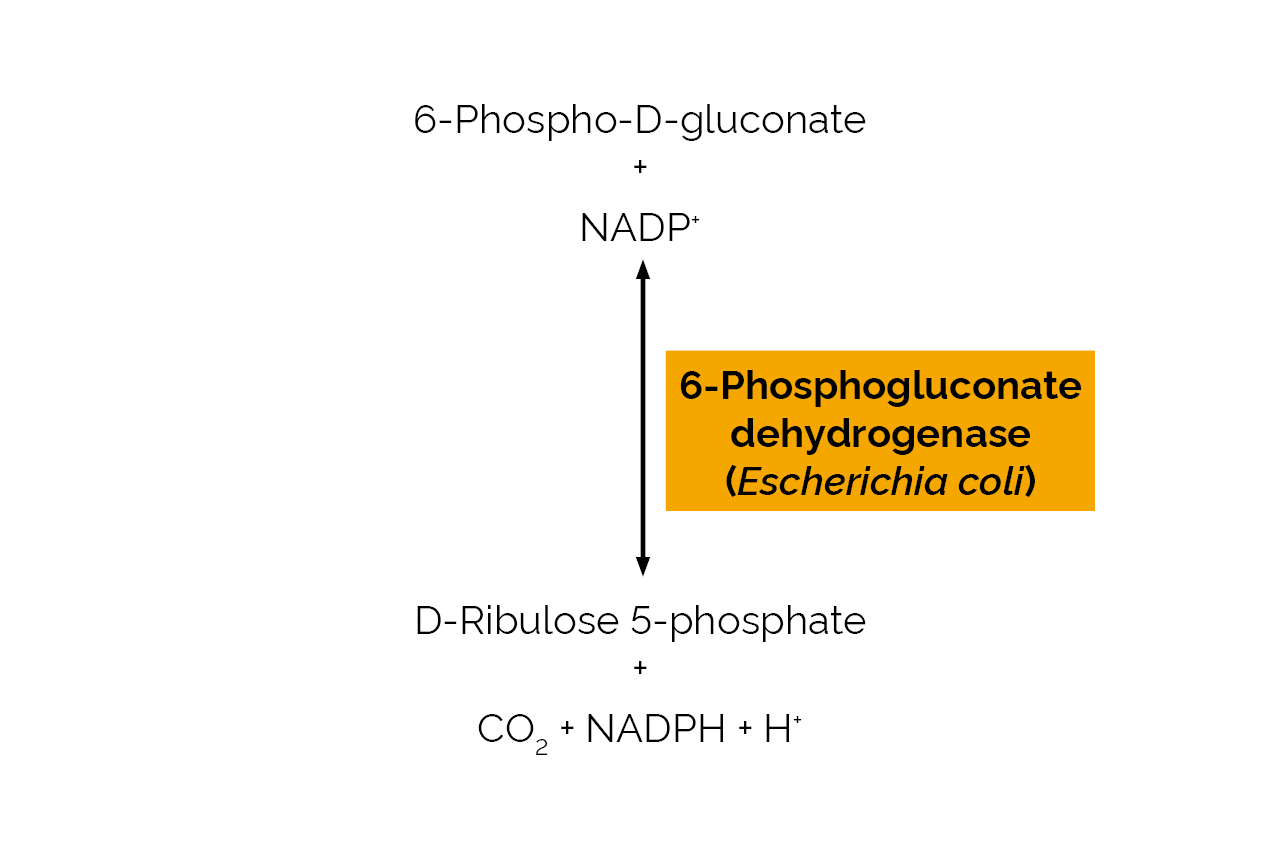 6-Phosphogluconate dehydrogenase (Escherichia coli) (E-PGDHEC) Scheme