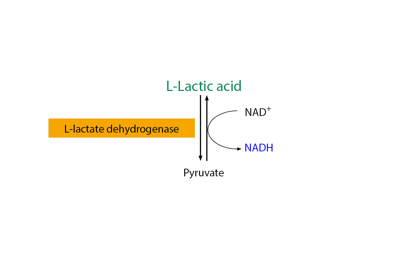 L-Lactic Acid Assay Kit (Liquid Ready™) (K-LATELQ) Scheme