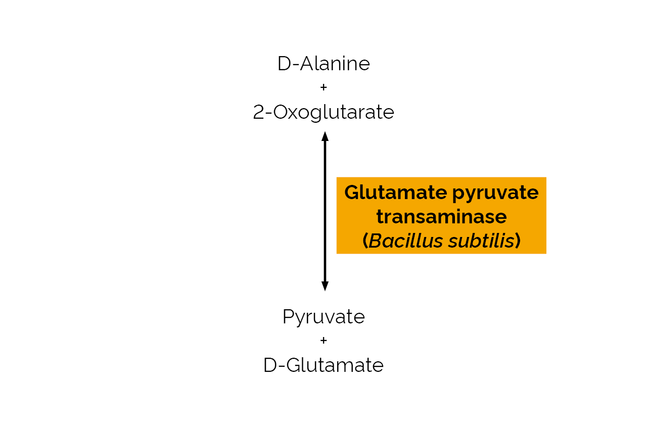 Glutamate pyruvate transaminase (Bacillus subtilis) (E-GPTBS) Scheme