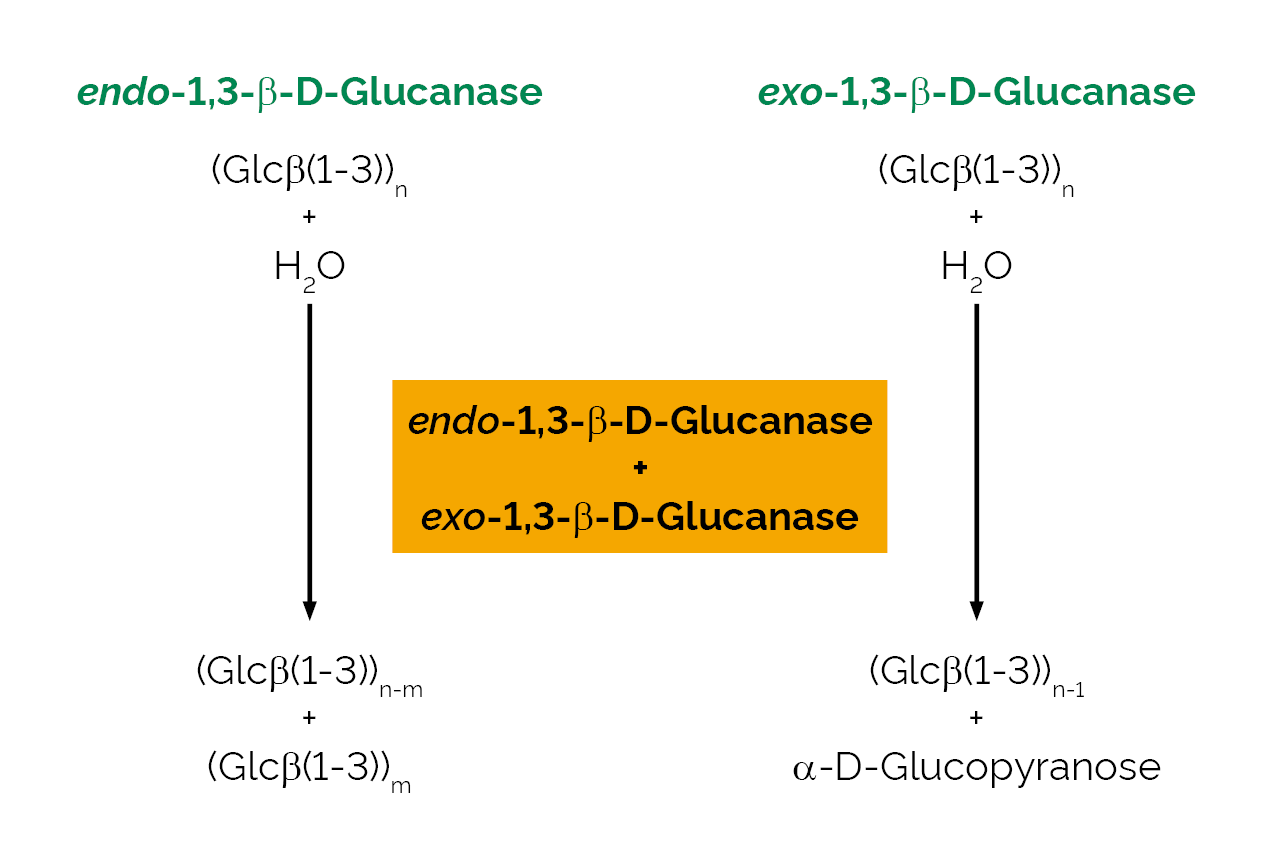 Protoplast F (E-PROTOF) Scheme Protoplast F (E-PROTOF) Scheme