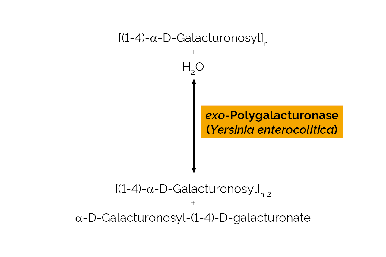 exo-polygalacturonase (Yersinia enterocolitica) (E-EXPGA) Scheme exo-polygalacturonase (Yersinia enterocolitica) (E-EXPGA) Scheme