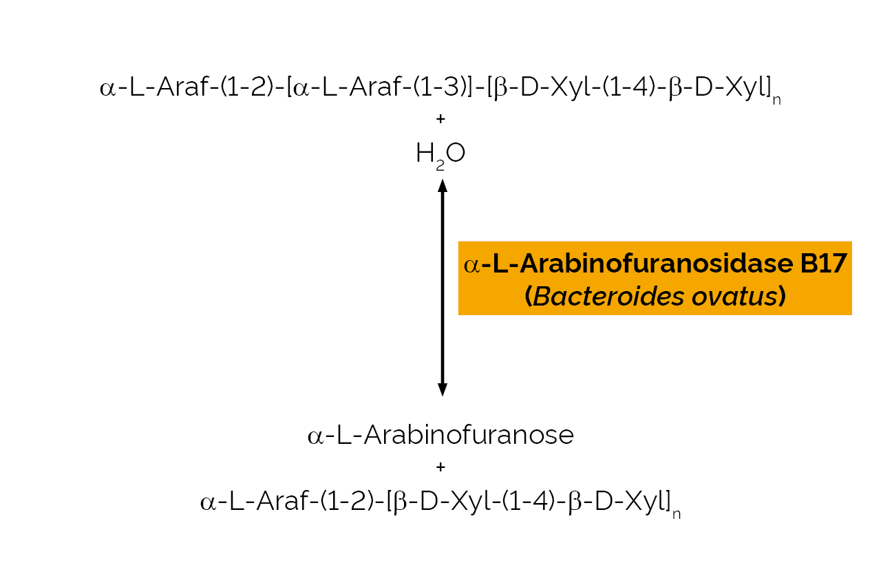 Alpha-L-Arabinofuranosidase B17 (Bacteroides ovatus) (E-ABFBO17) Scheme