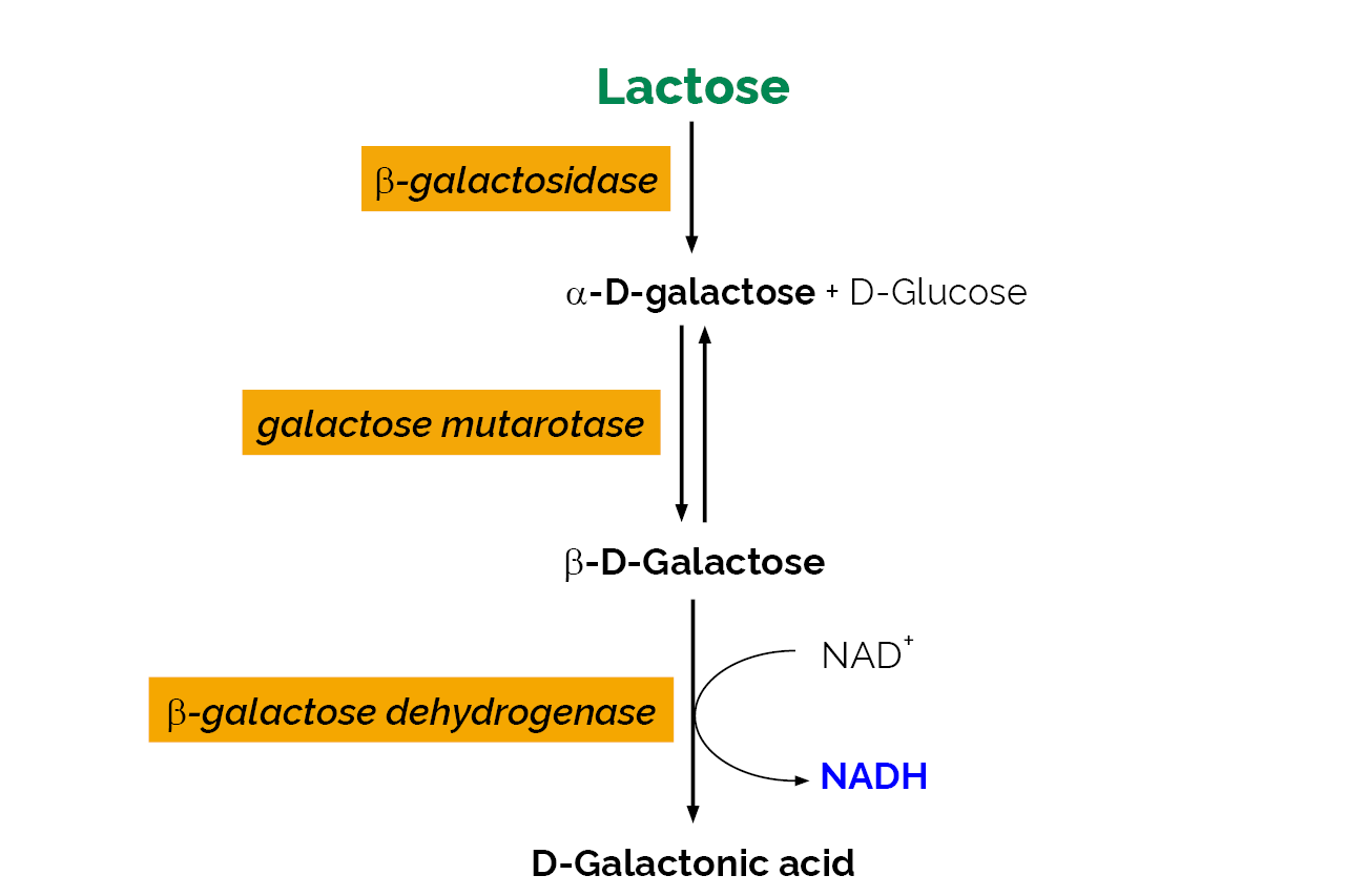 Lactose/Galactose Assay Kit (Rapid) (K-LACGAR) Scheme