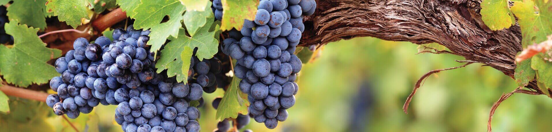 Wine-banner-image