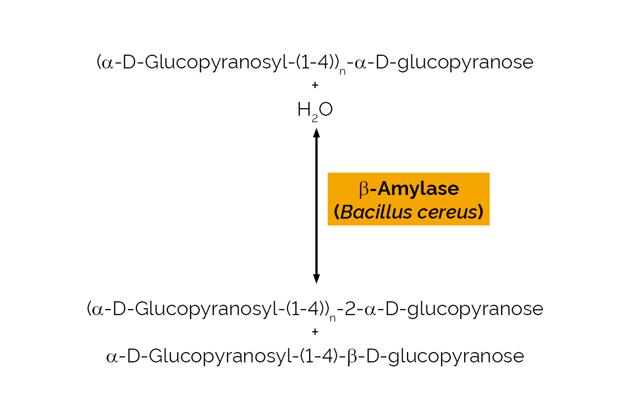 Beta-Amylase (Bacillus cereus) (E-BAMBC) Scheme