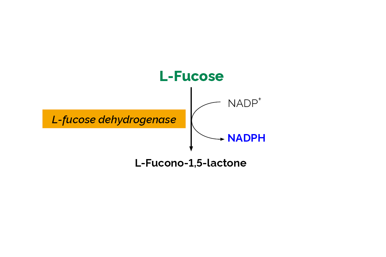 L-Fucose Assay Kit (K-FUCOSE) Scheme