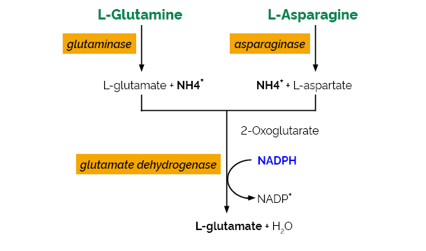 Scheme-K-ASNAM ASNAM megazyme