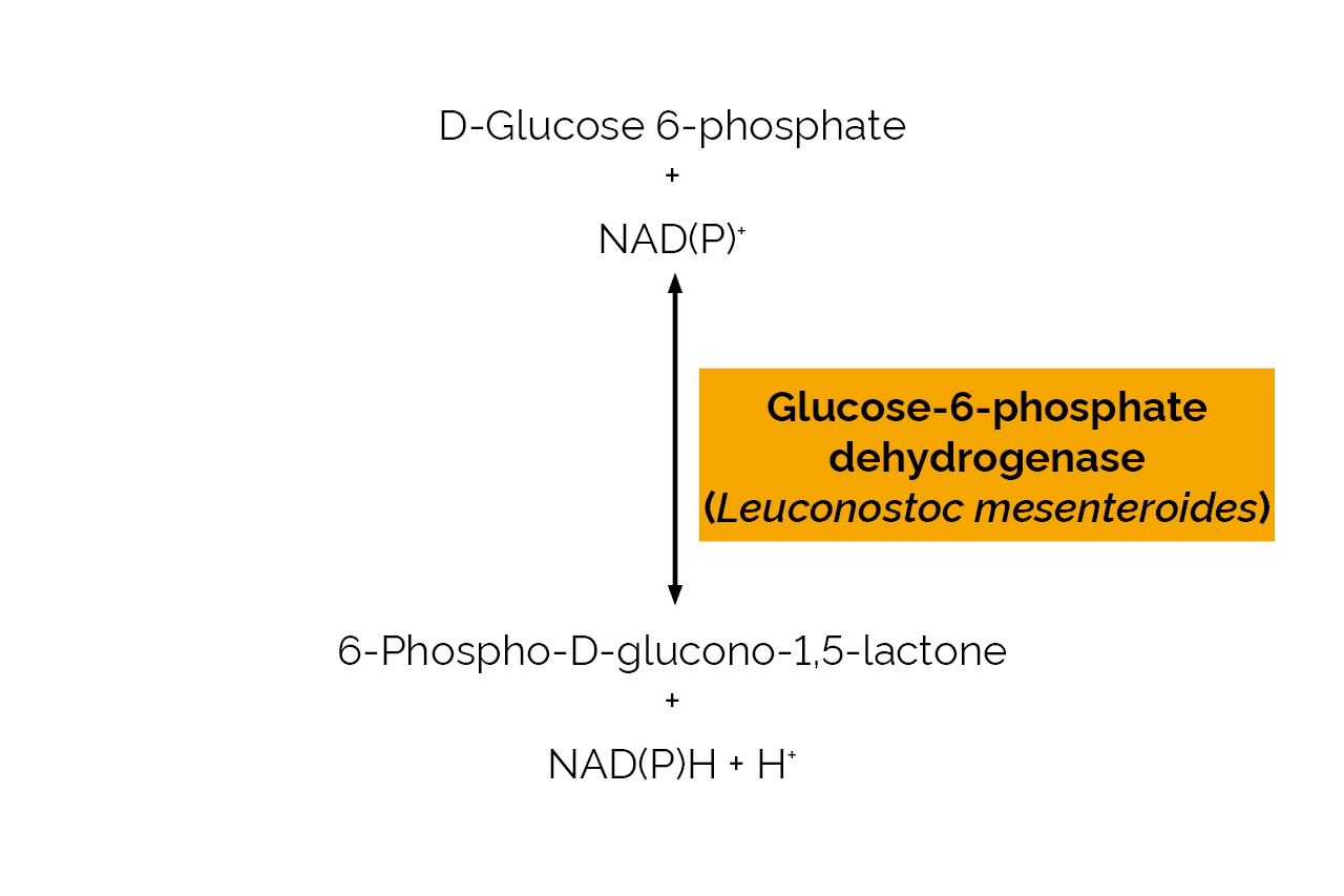 Glucose-6-phosphate dehydrogenase (Leuconostoc mesenteroides) (E-GPDH5) Scheme Glucose-6-phosphate dehydrogenase (Leuconostoc mesenteroides) (E-GPDH5) Scheme
