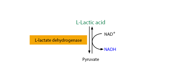 Scheme-K-LATELQ L-Lactic Acid Assay Kit (Liquid Ready™) K-LATELQ Scheme