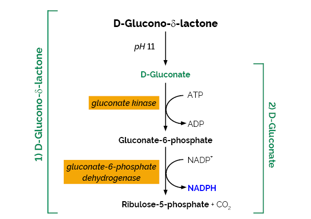 Scheme-K-GATE GATE Megazyme