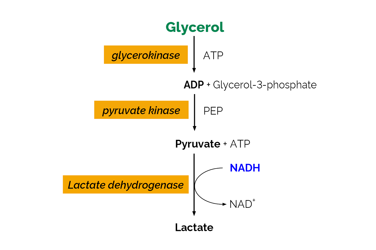 Glycerol Assay Kit (K-GCROL) Scheme Glycerol Assay Kit (K-GCROL) Scheme