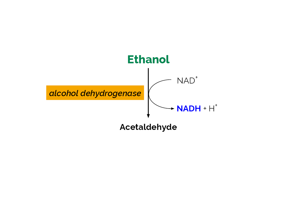 Ethanol Assay Kit (Liquid Ready™) (K-ETOHLQ) Scheme