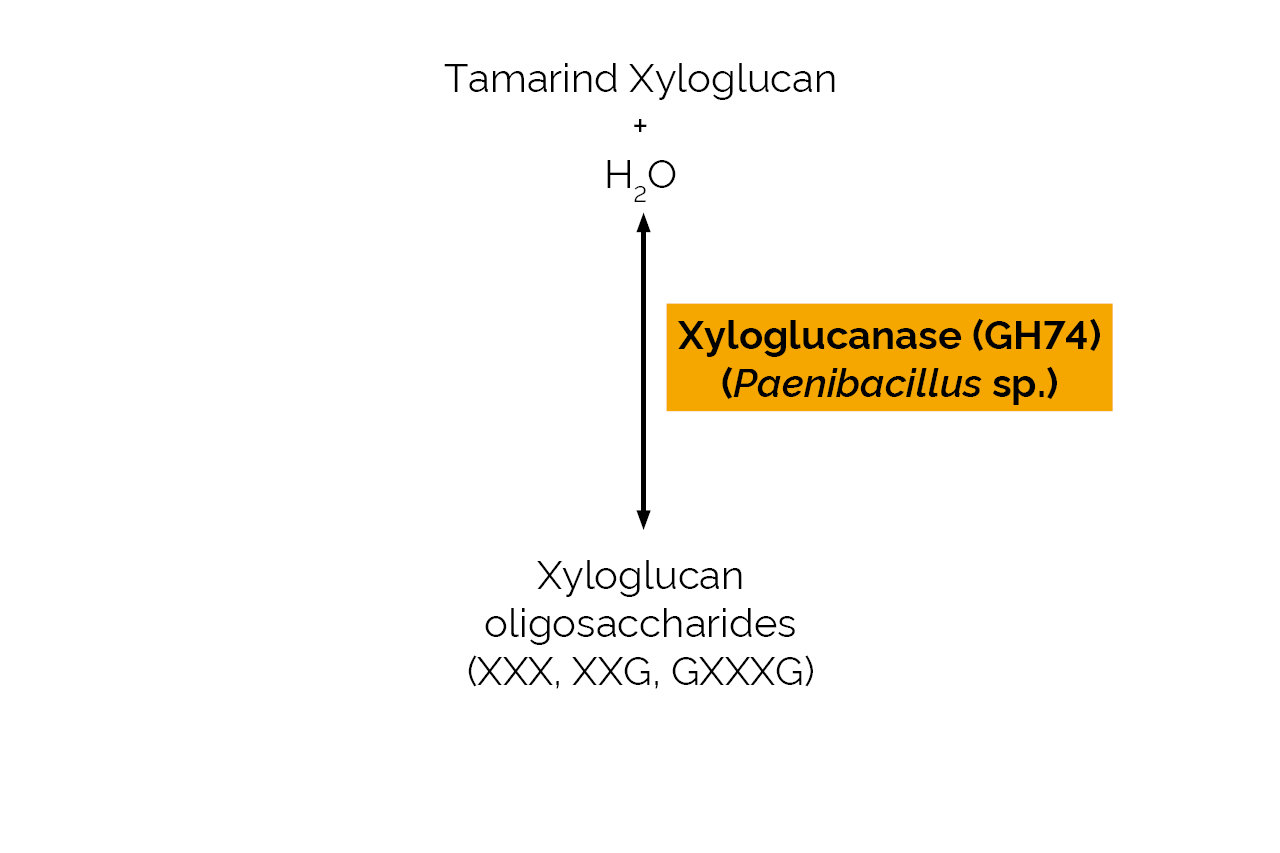 Xyloglucanase (GH74) (Paenibacillus sp) (E-XGP74) Scheme