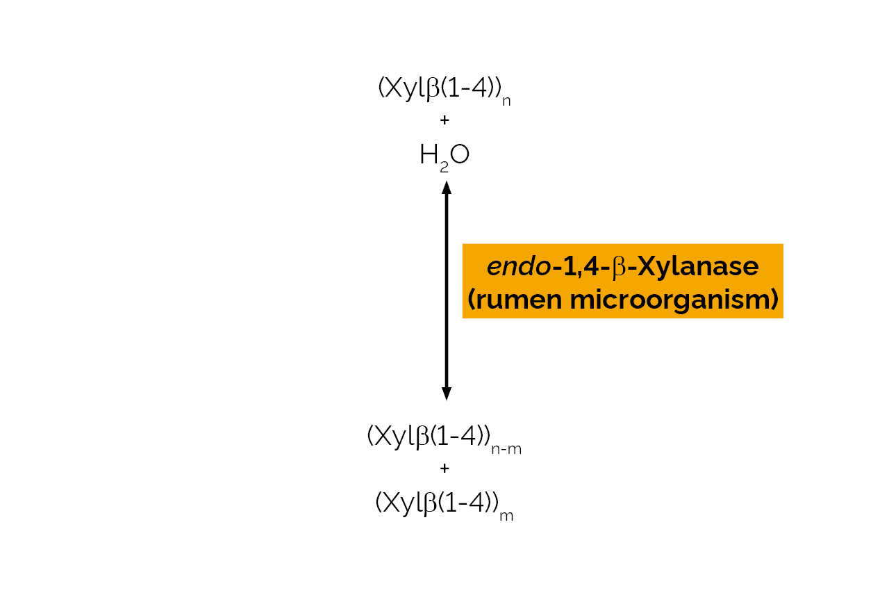 endo-1,4-beta-Xylanase (rumen microorganism) (E-XYRU6) Scheme endo-1,4-beta-Xylanase (rumen microorganism) (E-XYRU6) Scheme
