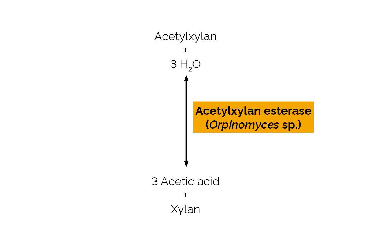 Acetylxylan esterase (Orpinomyces sp) (E-AXEAO) Scheme